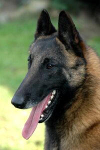 Belgian Malinois (not Diezel). Photo: D. Williams. Creative Commons Attribution 2.0 Generic license. http://www.flickr.com/photos/95144427@N00/1665861955