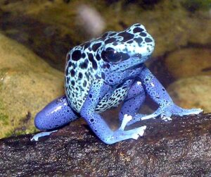 Photo: Arpingstone. Public domain. Blue poison dart frog wondering if it should put its foot in its mouth..