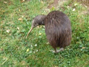 Brown Kiwi. Photo: Susan McCarthy. This is a one-legged kiwi. Give generously.