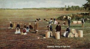 Cranberry Pickign on Cape Cod, from 1906 postcard