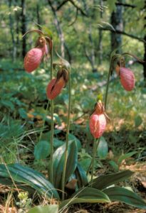 Cypripedium acaule. Photo: National Park Service. Public domain.