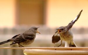 Northern Mockingbirds. Photo: Chiltepinster. Creative Commons Attribution-Share Alike 3.0 Unported License.