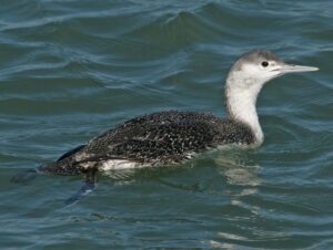 Red-throated loon (Gavia stellata). Photo: Dick Daniels. (http://carolinabirds.org) Creative Commons Attribution-Share Alike 3.0 Unported license