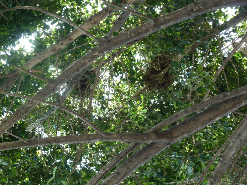 Nests in Ficus tree