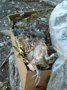 Box of wood chips with dead heron chick.