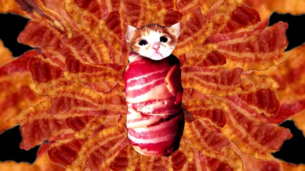 bacon cat