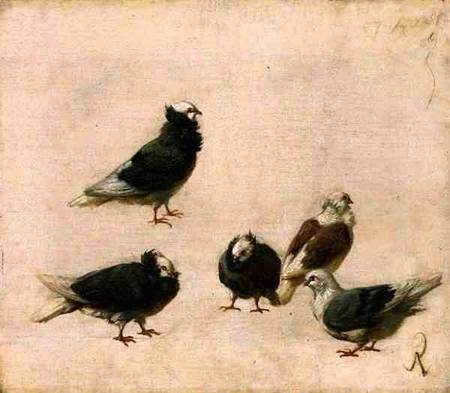 Five doves and many small dogs