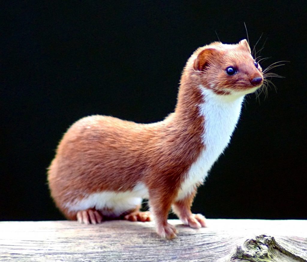 Don't be a weasel. 