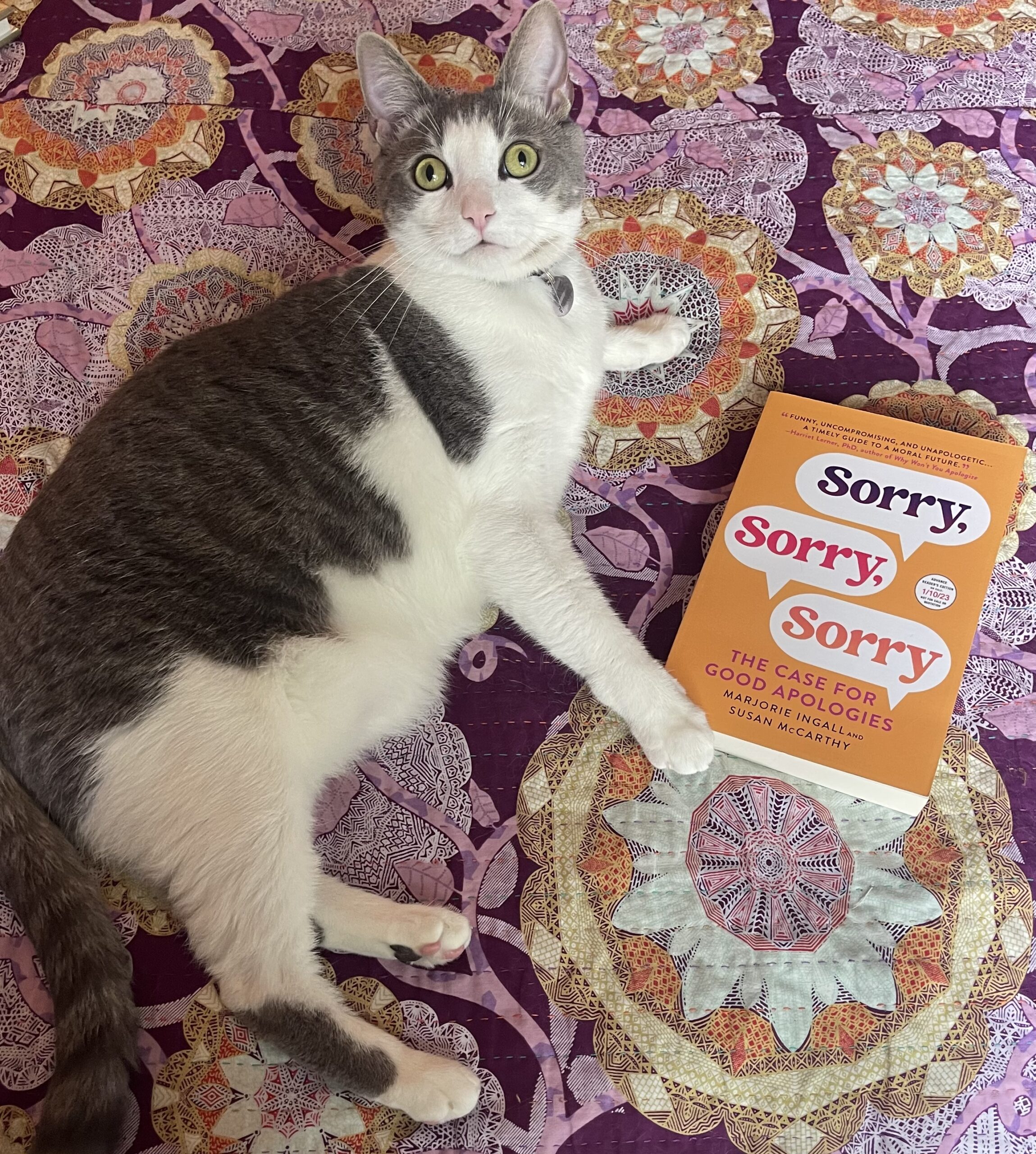 It's Vinnie! A gray and white cat posing glamorously with an Advance Reader Copy of Sorry, Sorry, Sorry: The Case for Good Apologies